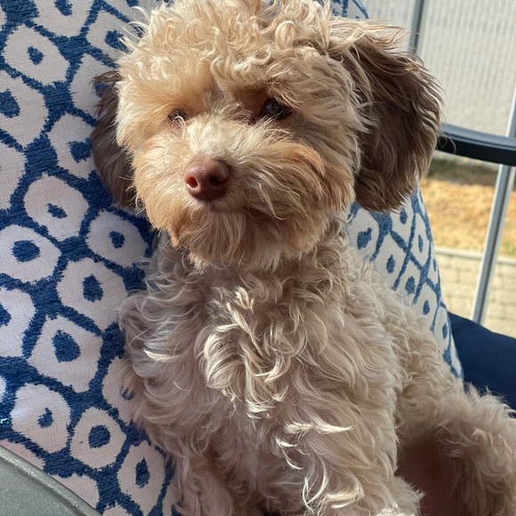 Meet your Posher, Lisa - Picture 1 of 1